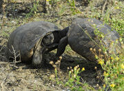 Male Gopher Tortoises 'Duke It Out' - Flickr - Andrea Westmoreland
