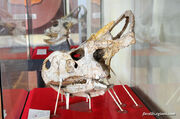 Protoceratops skull 02