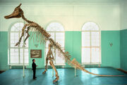 Saurolophus skeleton