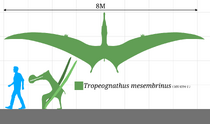 Tropeognathus mesembrinus size chart