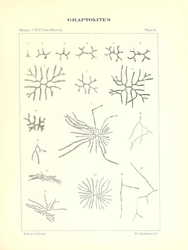 Гониограпт