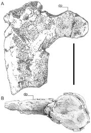 800px-Hatzegopteryx humerus.jpg