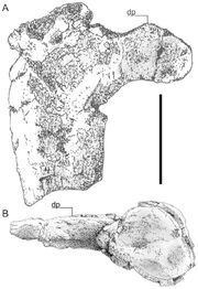 800px-Hatzegopteryx humerus