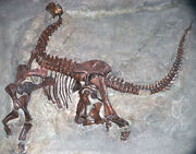 Camarasaurus lentus Carnegie