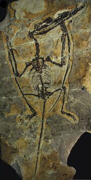 Darwinopterus specimen YH-2000 D. modularis