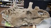 Kosmoceratops skull 01.jpg