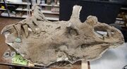 Kosmoceratops skull 01