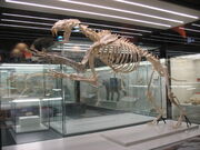 Machairodus aphanistus (replica) from Batallones 1, Torrejón de Velasco, Madrid, Spain