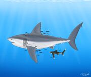 Otodus chubutensis by selachimorphart30 dfmgp58