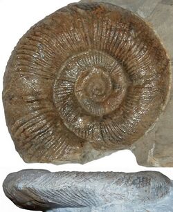 SILESITES seranonis 2