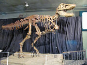 Tarbosaurus skeleton 01