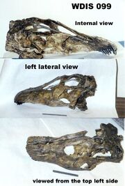 Apatosaurus skull