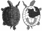 NMMNH-P-44530-incomplete-plastron-and-carapace-of-Glyptops-plicatulus-in-ventral-view