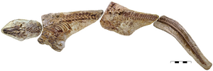 Platecarpus tympaniticus LACM 128319