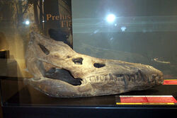 Pliosaurus rossicus skull rec