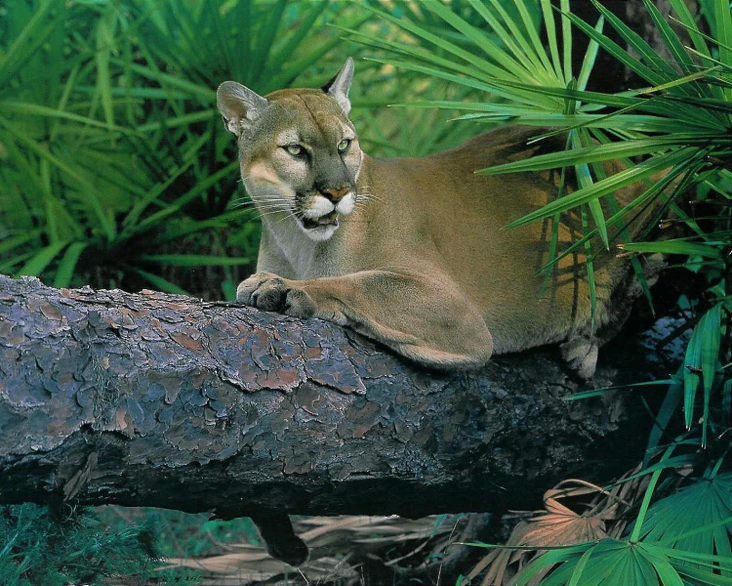Puma negro wikipedia best sale