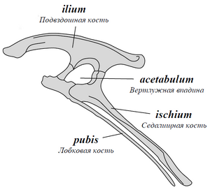 Таз птицетазового динозавра