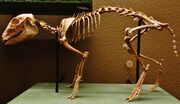 Cainotherium restoration