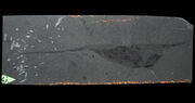 Isoxys-usnm-189170.jpg