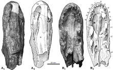 Raranimus skull.jpg