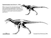 Nanotyrannus Jane