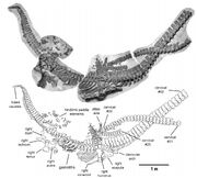 Albertonectes-skeleton-large.jpg