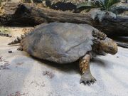 Proganochelys model
