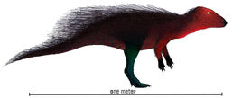 Stenopelix restoration