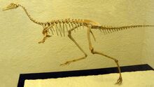 Trierarchuncus prairiensis image four4.jpg