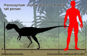 Prenocephale-size.jpg