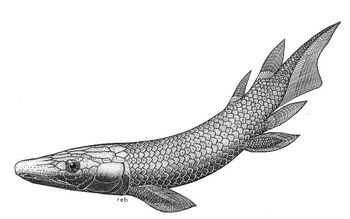 Rhinodipterus