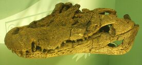 Asiatosuchus germanicus - skull