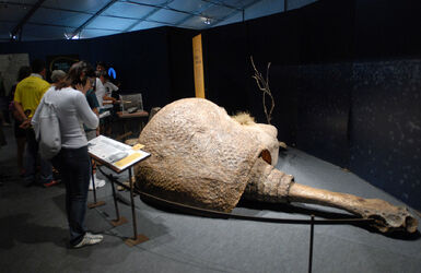 Charles Darwin 200 year exhibition Brazil3