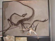Ornithomimid