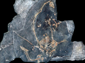 P-Tanystropheus