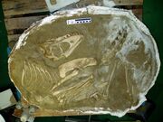 Tarbosaurus fossils 02