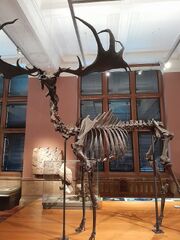 U muzeju Kelvingrove, u Glasgowu, u srpnju 2024