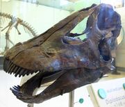 AMNH 969
