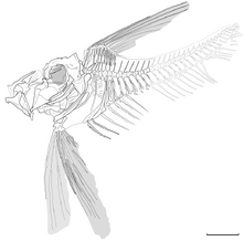 Bajaichthys-elegans-interpretative-drawing-of-the-holotype-MCSNV-T922-T923-The-grey