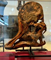 Corythosaurus skull 04