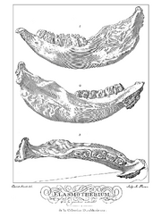 The-plate-with-a-drawing-of-the-left-ramus-of-the-mandible-from-the-princess-Dashkovas