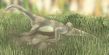 220px-Pamelaria dolichotrachela