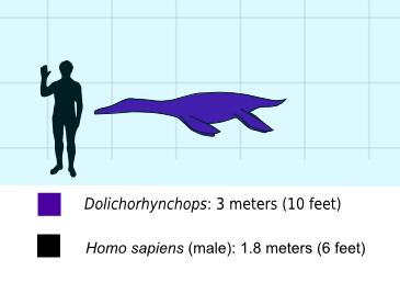 Dolichorhynchops scale