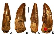 Ostafrikasaurus-teeth-large