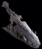 Pliosaurus rossicus skull