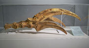 Therizinosaurus claws