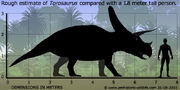 Torosaurus-size