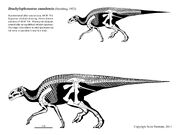 Brachylophosaurus skeleton