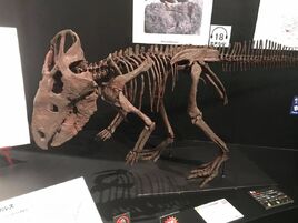 Cerasinops