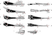 Anhangueria skulls